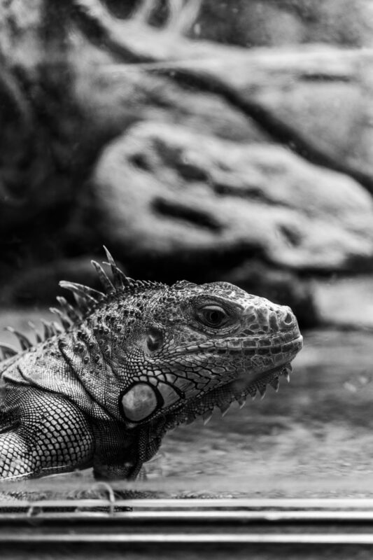 動物園イグアナ