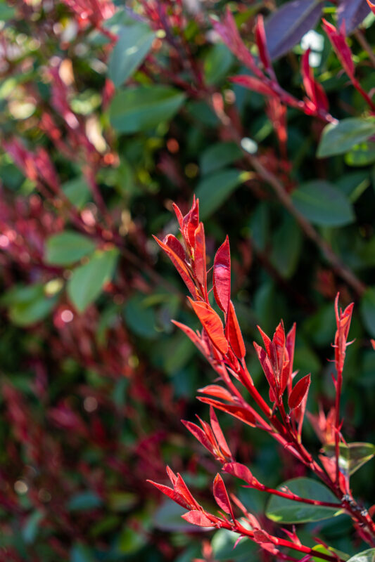 隣家ならぬ隣花